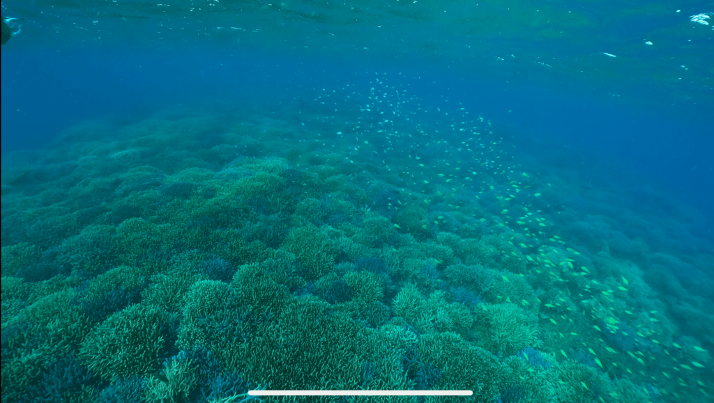 鳩間島沖のサンゴ礁
